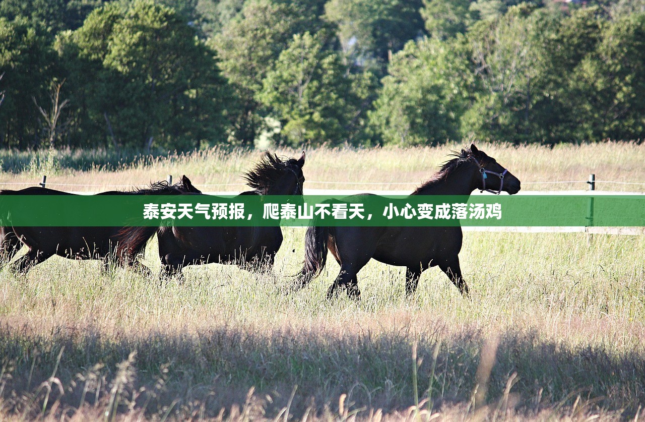 泰安天气预报,爬泰山不看天,小心变成落汤鸡 泰安天气预报,爬泰山不看天,小心变成落汤鸡