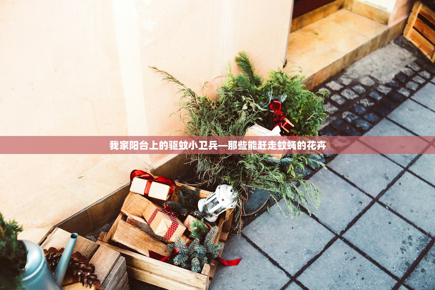 我家阳台上的驱蚊小卫兵—那些能赶走蚊蝇的花卉 我家阳台上的驱蚊小卫兵—那些能赶走蚊蝇的花卉