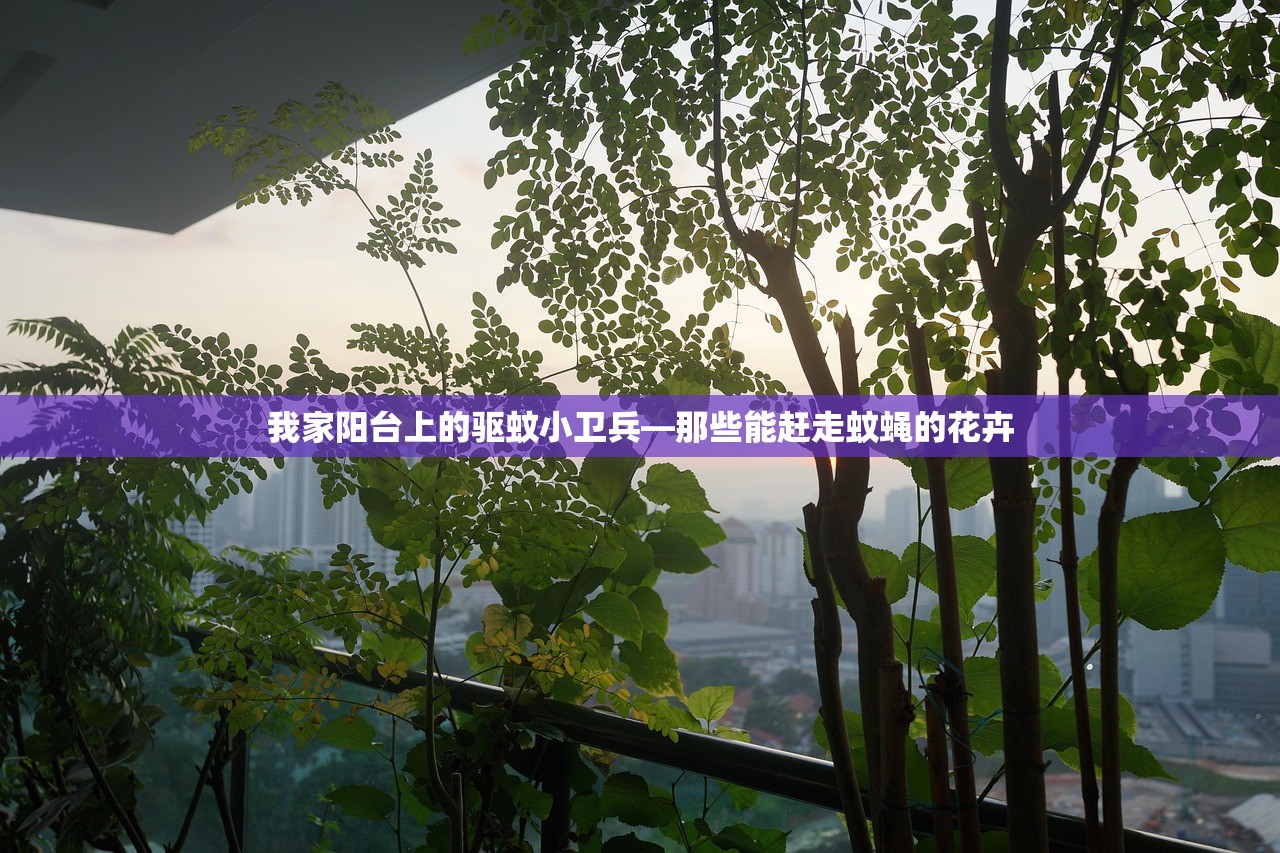 我家阳台上的驱蚊小卫兵—那些能赶走蚊蝇的花卉 我家阳台上的驱蚊小卫兵—那些能赶走蚊蝇的花卉
